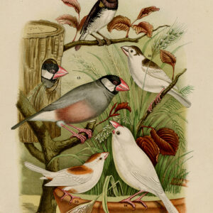 Exotische Vogels Finch Grosbeak Plaat 4 Nuyens Felt 1882