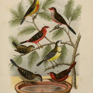 Exotische Vogels Finch Plate 2 Nuyens Felt 1882