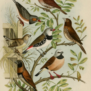 Exotische Vogels Finch Plaat 3 Nuyens Vilt 1882