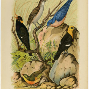 Exotische Songbirds Plaat 13 Nuyens Bungartz 1882