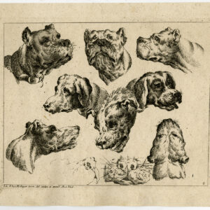 Antieke prent-STUDIE-HONDENKOPPEN-ANATOMIE-PLAAT 2-Ridinger-c. 1740
