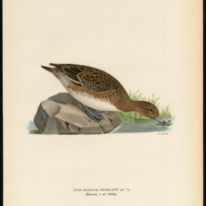 Anas Penelope Eurasian Widgeon Female Duck Von Wright 1917