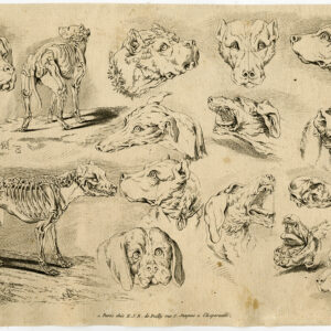 Antieke prent-HONDEN-STUDIE-ANATOMIE-SKELET-De Poilly-c. 1750