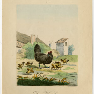 Antieke Prent-KIPPEN-KIPPENBOERDERIJ-KINDERBOEKEN-Eerelman-c. 1890