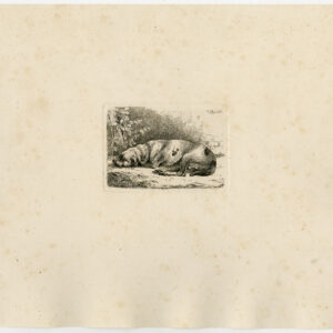 Antieke prent-SLAAPEN HOND-Zillen-1859