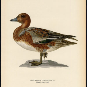 Anas Penelope EuraziëAan Widgeon September Plumage Von Wright 1917