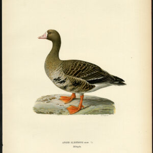 Anser Albifrons Grotere Witte Gans Met Voorzijde Von Wright 1917