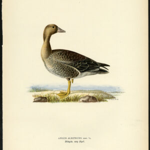 Anser Albifrons Groter Witte Gevangen Goose Ii Von Wright 1917