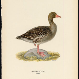 Anser Anser Greylag Greylag Goose Von Wright 1917