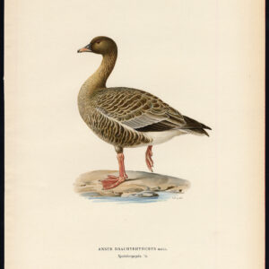 Anser Brachyrhynchus Roze Bevoegde Gans Von Wright 1917