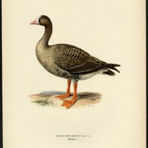 Anser Erythropus Minder Witte Gans Met Voorzijde Von Wright 1917