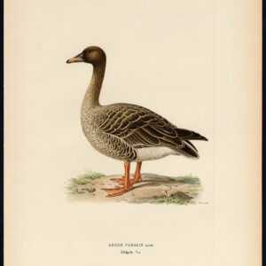 Anser Fabalis Taiga Bean Goose Von Wright 1917