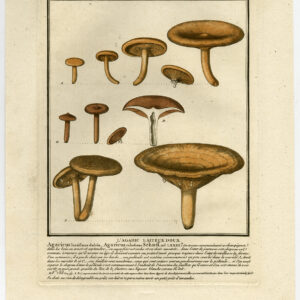 Antieke prent-zwamzwam-paddenstoel-champignon-bulliard-1791