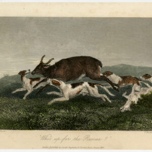 Antieke prent-JACHTSCÈNE-DOGS CHASING A DEER-COLOURED-Davis-Hacker-1847