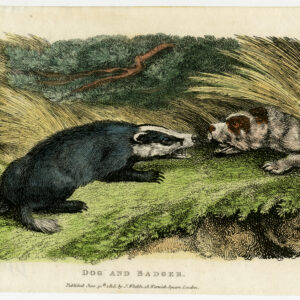 Antieke prent-DAS-HOND-KLEURIG-Anoniem-1815