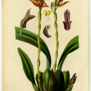 Antieke prent-ORCHIDE-MAXILLARIA CUCULLATA-COWL CARRYING-12-Drake-Barclay-1840