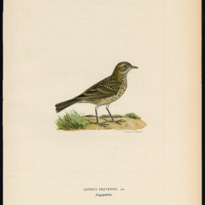 Anthus Pratensis Weide Pipit Von Wright 1917