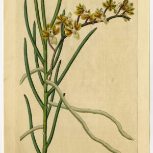 Antieke prent-ORCHIDEE-VANDA TERETIFOLIA-CYLINDRISCHE LEAVED-676-Hart-Watts-1829