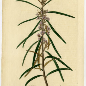 Antieke prent-HOVEA LONGIFOLIA-LONG LEAVED-614-Hart-Watts-1822