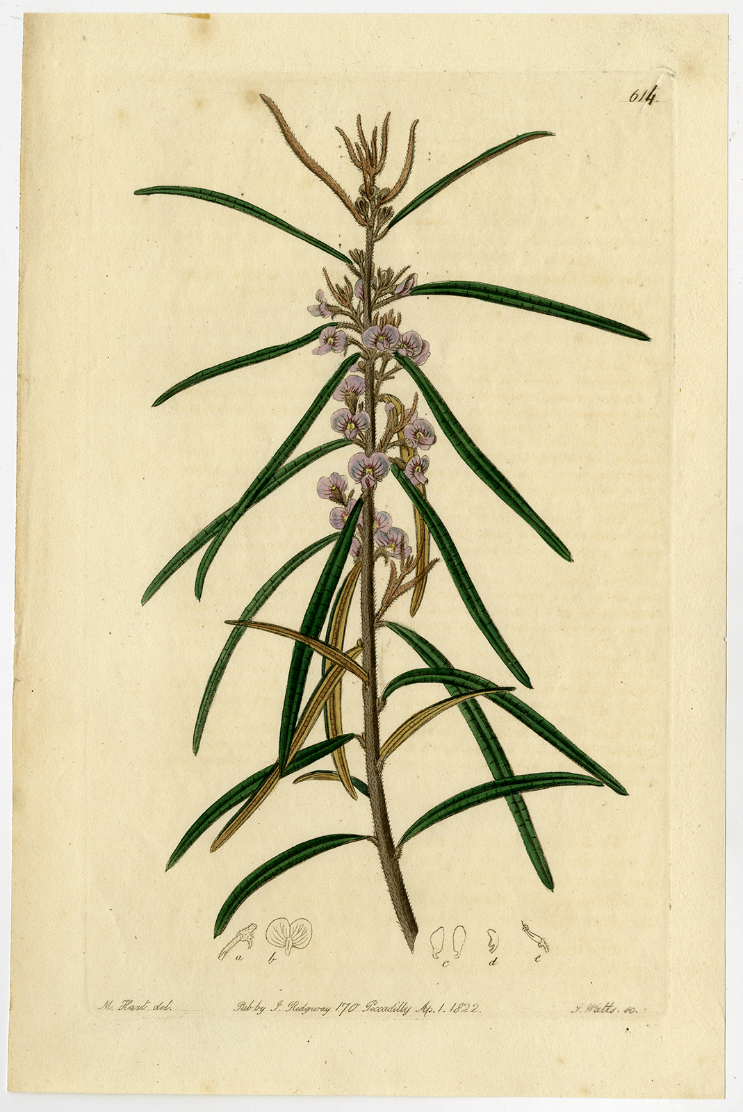 Antieke prent-HOVEA LONGIFOLIA-LONG LEAVED-614-Hart-Watts-1822