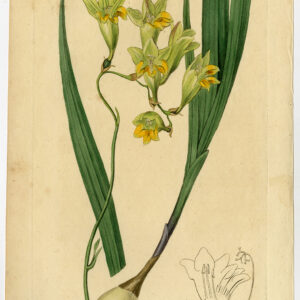 Antieke prent-ORCHIDEE-TRITONIA REFRACTA-REFLEX-135-Edwards-Smith-1816