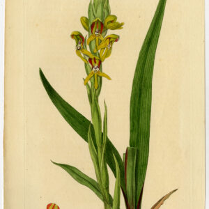Antieke prent-ORCHIDE-ORCHIS-DISA PRASINATA-MR GRIFFIN'S-210-Edwards-White-1817
