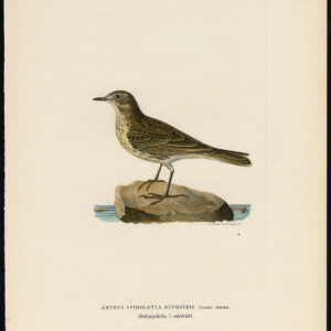 Anthus Spinoletta Water Pipit Von Wright 1917