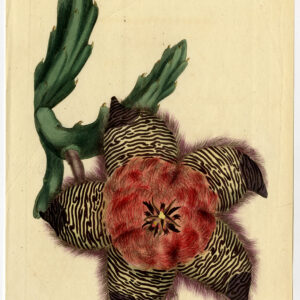 Antieke prent-STAPELIA PULVINATA-CUSHIONED-1240-Edwards-Curtis-Sansom-1809
