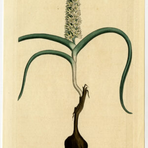 Antieke prent-VEEL GEBLOEMDE MELANTHIUM-1291-Edwards-Curtis-Sansom-1810