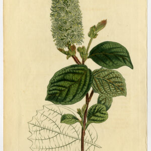 Antieke prent-BROAD LEAVED FOTHERGILLA-ALNIFOLIA-1342-Edwards-Curtis-Sansom-1810