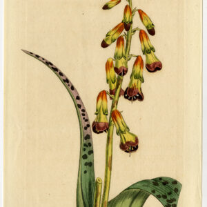 Antieke prent-LACHENALIA ALOIDES-QUADRICOLOR-1097-Edwards-Curtis-Sansom-1808