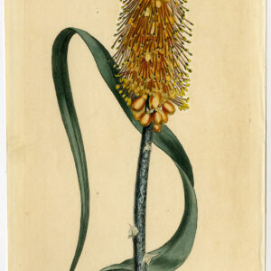 Antieke prent-TRITOMA PIMULA-LESSER-764-Edwards-Curtis-Sansom-1804