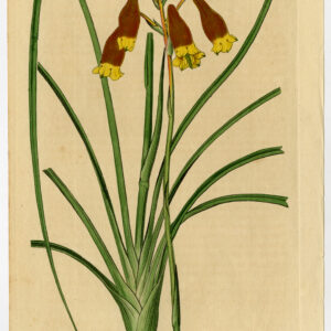 Antieke prent-NOBILIS-SCARLET BLANDFORDIA-286-Edwards-Smith-1818