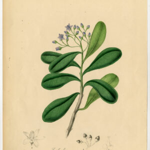 Antieke prent-CANELLA ALBA-KANEELSCHORS-WIT-Anoniem-1842