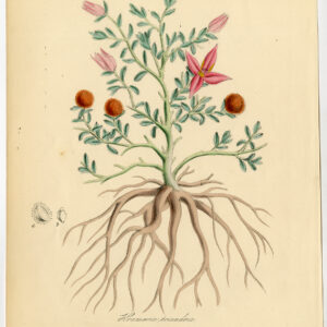 Antieke prent-KRAMERIA LAPPACEA-PARA RHATANY-PERUVIAN-anoniem-1842