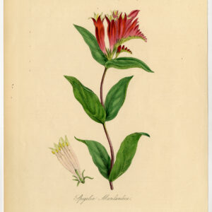 Antieke prent-SPIGELIA MARILANDICA-WOODLAND PINKROOT-INDIAN ROZE-anoniem-1842