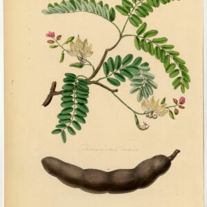 Antieke prent-TAMARINDUS INDICA-TAMARIND BOOM-anoniem-1842