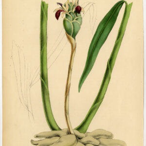 Antieke prent-ZINGIBER OFFICINALE-GINGER ROOT-anoniem-1842