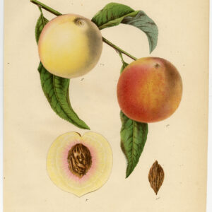 Antieke Prent-PERZIK-FRUITBORD 2-Berghuis-Severeyns-1868