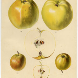 Antieke Prent-APPEL-FRUITBORD 15-Berghuis-Severeyns-1868