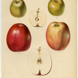 Antieke Prent-APPEL-FRUITBORD 37-Berghuis-Severeyns-1868