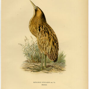 Botaurus Stellaris Eurasian Bittern Great Von Wright 1917