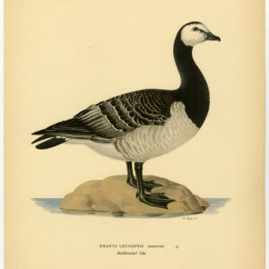 Branta Leucopsis Zeevoertas Von Wright 1917