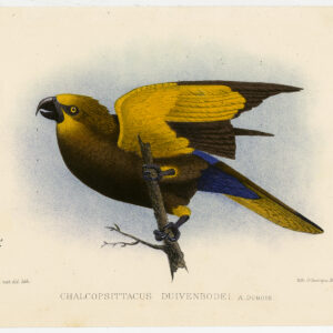 Chalcopsitta Duivenbodei Bruin Lory Dubois Severeyns C. 1870