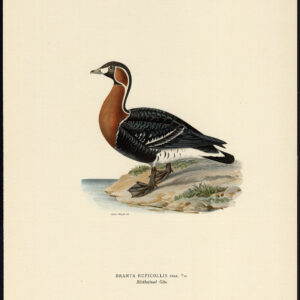 Branta Ruficollis Red Breasted Gans Von Wright 1917