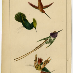 Hummingbird Crested Cora Streamertail Fullarton C. 1850