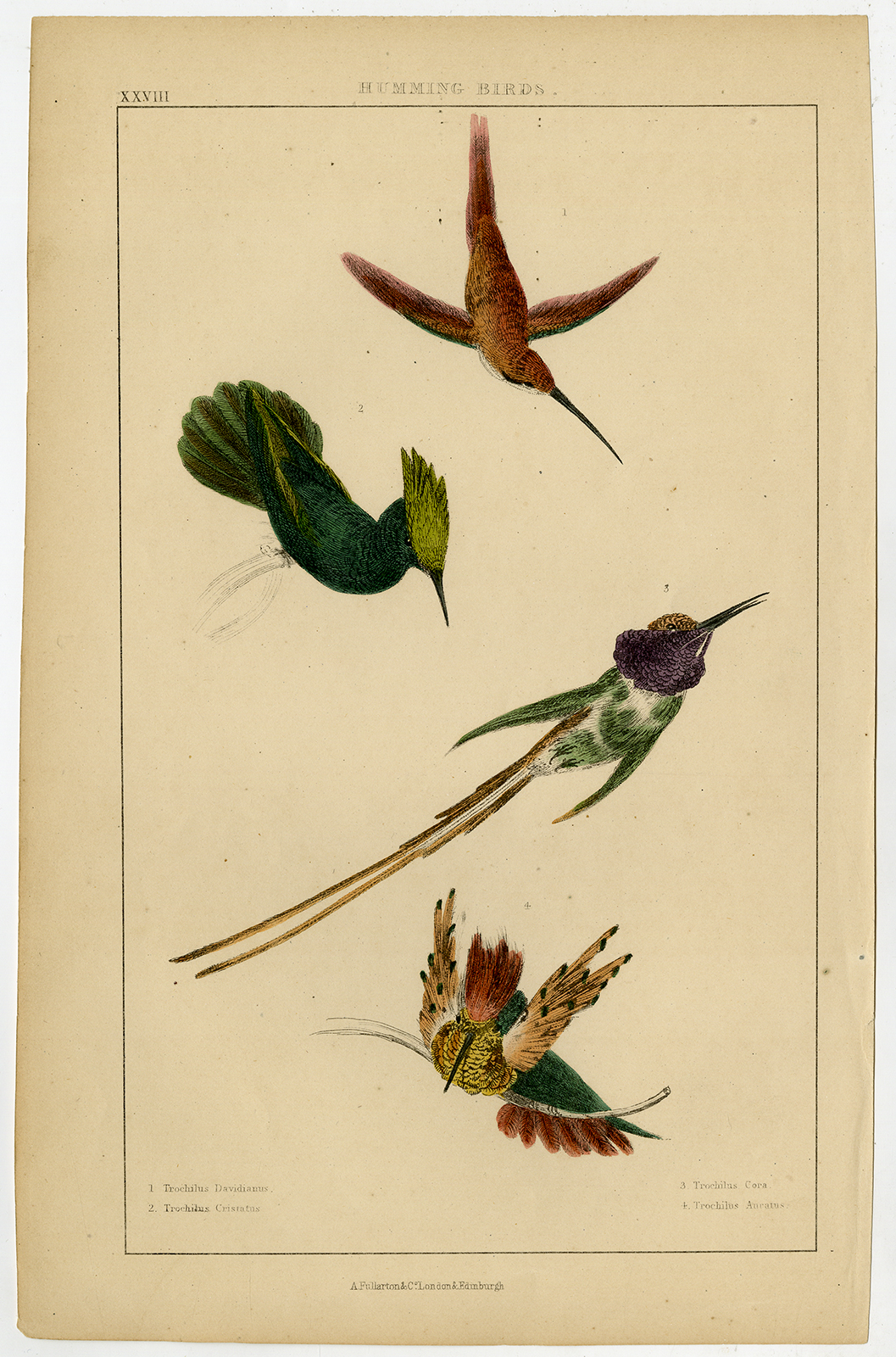 Hummingbird Crested Cora Streamertail Fullarton C. 1850