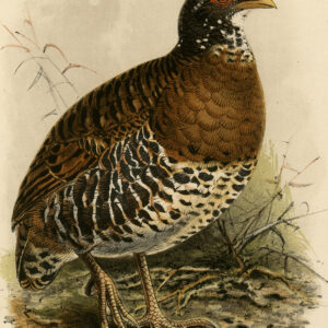 Red Factor Pat Arborophila Rubrirostris Trap Keulemans 1875