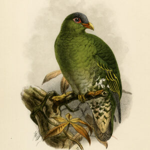 Dik Gefactureerde Groene Duif Treron Curvirostra Trap Keulemans 1875