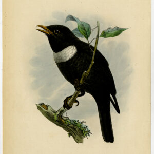 Ring Ouzel Turdus Torquatus Trap Keulemans 1873